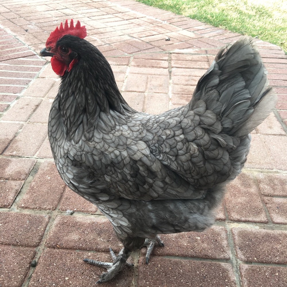 Meet your Posher, CJ